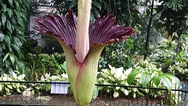 Bunga Bangkai Mekar Kebun Raya Bogor Tingkatkan Pengawasan