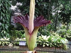Bunga Bangkai Mekar, Kebun Raya Bogor Tingkatkan Pengawasan
