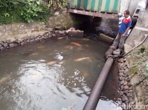 Ikan di Salatiga Ini Dipelihara Bebas di Sungai dan Tidak Dicuri