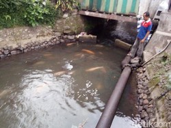 Ikan di Salatiga Ini Dipelihara Bebas di Sungai dan Tidak Dicuri