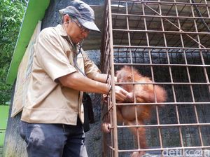 Anton, Tak Surut Cinta Satwa Meski Pernah Lukai Dirinya