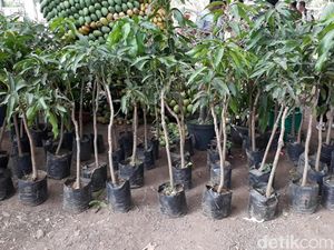 Produksi Mangga di Indonesia Siap Salip Thailand