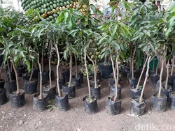 Produksi Mangga di Indonesia Siap Salip Thailand