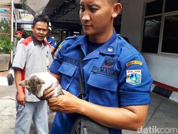 Begini Aksi Heroik Petugas Damkar Evakuasi Kucing dari Blower AC