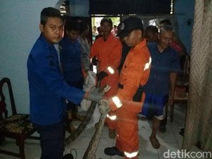 Masuk ke Rumah Warga, Ular Sanca 2,5 M Sempat Bikin Panik di Klender