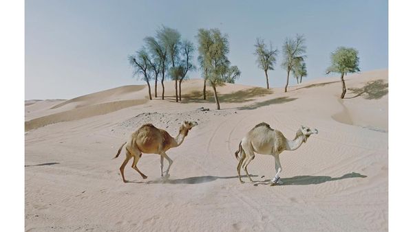 Foto-foto Traveling Orang yang Fobia Keluar Rumah