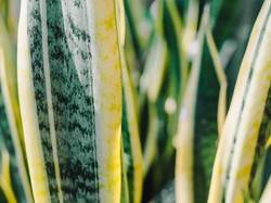 Betulkan Lidah Mertua Ampuh Atasi Polusi Udara?