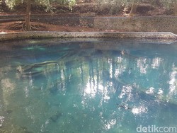 Selain Ikan Dewa, di Sumber Mata Air Jenon Ada Fosil Kayu