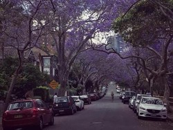 Begini Cantiknya Musim Semi di Sydney