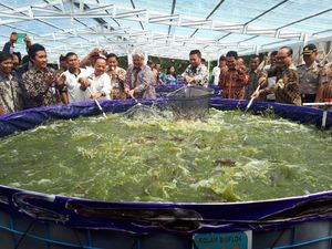 Susi Bidik 24 Juta Ton Produksi Budidaya Ikan Tahun Depan
