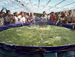 Susi Bidik 24 Juta Ton Produksi Budidaya Ikan Tahun Depan