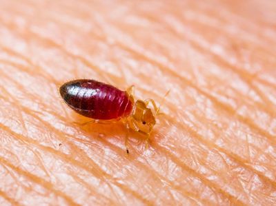 Tips Atasi Beragam Gigitan Serangga dan Hewan Kecil