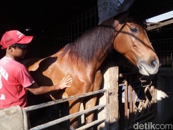 Srikandi dan Agustin, Kuda yang Antar Kahiyang ke Lokasi Pernikahan