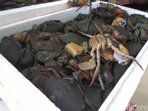 Bea-Cukai Gagalkan Pengiriman 2.500 Kepiting Bertelur ke Taiwan