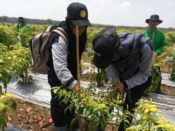 Ini Cabai Sundari Hasil Silang dari Warga Lamongan