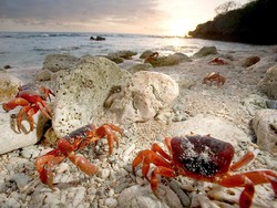 Peneliti Ungkap Cara Unik Kepiting Ngobrol, Seperti Apa?