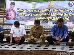 Pernah Berjaya, Petani di Magelang Kembali Tanam Bawang Putih
