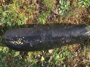 Haduh! Pria Ini Mengira Zucchini di Halaman Rumahnya Bom Bekas Perang Dunia II