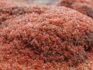 Sisi Lain Pulau Natal, Dijuluki Karpet Merah Saat Musim Hujan Sisi Lain Pulau Natal, Dijuluki Karpet Merah Saat Musim Hujan