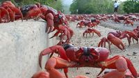Foto: Waduh, Pulau Ini Isinya Ribuan Kepiting