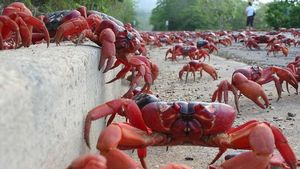 Foto: Waduh, Pulau Ini Isinya Ribuan Kepiting