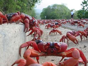 Foto: Waduh, Pulau Ini Isinya Ribuan Kepiting