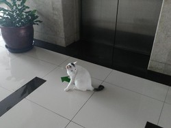 Video: Tingkah Shiro, Kucing Putih Penunggu Gedung DPR
