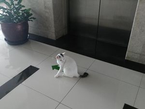 Video: Tingkah Shiro, Kucing Putih Penunggu Gedung DPR Video: Tingkah Shiro, Kucing Putih Penunggu Gedung DPR