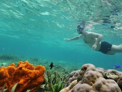 RI Destinasi Selam Terbaik Dunia, Tapi Pendapatan Kalah dari Malaysia