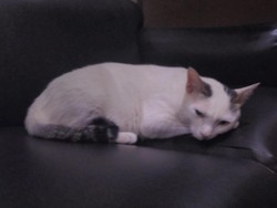 Shiro Si Kucing Sempat Dibuang, tapi Selalu Kembali ke DPR