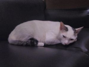 Shiro Si Kucing Sempat Dibuang, tapi Selalu Kembali ke DPR Shiro Si Kucing Sempat Dibuang, tapi Selalu Kembali ke DPR