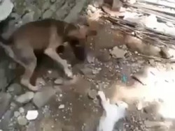 Video Anjing Diadu Kucing Dilaporkan Polisi, Perekam Dicari!