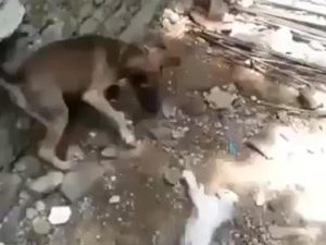 Video Anjing Diadu Kucing Dilaporkan Polisi, Perekam Dicari! Video Anjing Diadu Kucing Dilaporkan Polisi, Perekam Dicari!