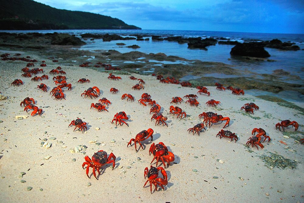 kepiting Christmas Island