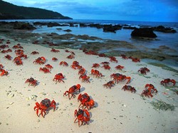 Geli atau Ngeri? Pulau dengan Ribuan Kepiting di Australia