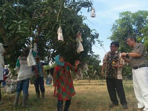 Pakai Teknologi Coating, Kesegaran Mangga Lebih Awet 4 Minggu