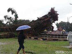 Pohon Tumbang di Banjarnegara, 1 Tewas, 3 Luka Berat