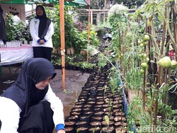 Tanam Sayuran, Ibu-ibu Ini Hemat Uang Belanja Rp 40.000/Hari