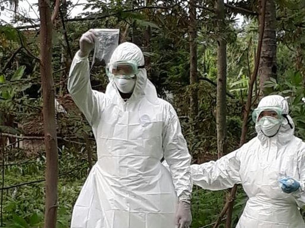 Kontak dengan Sapi, 22 Warga di Gorontalo Terserang Antraks Kontak dengan Sapi, 22 Warga di Gorontalo Terserang Antraks