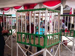 Ratusan Ayam Jantan Beradu Suara Indah di Serang