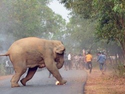 Foto Gajah Terbakar Menangkan Penghargaan di India