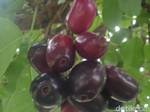 Apa Itu Buah Jamblang? Ini 10 Manfaatnya
