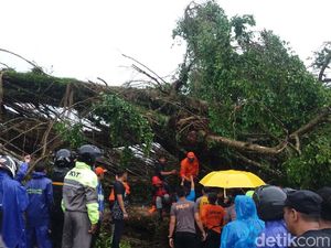 Pohon Beringin Alun-alun Banjarnegara Tumbang Timpa Warga