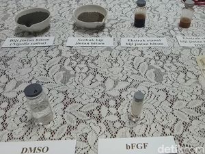 5 Mahasiswa UWM Teliti Jinten Hitam Berkhasiat Antikanker 5 Mahasiswa UWM Teliti Jinten Hitam Berkhasiat Antikanker