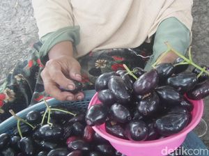 Nyam! Bisa Petik Buah Juwet Sepuasnya di Desa Ini