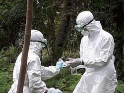 Sapi Mati Dikubur Lalu Dikonsumsi Berujung Wabah Antraks di Gunungkidul