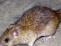 Akibat Konstruksi Terowongan, Tikus Bermunculan di Pusat Melbourne