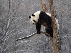 Panda Ketemu Salju, Gemesnya Kayak Gini