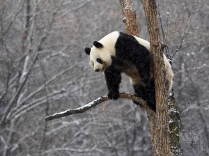 Panda Ketemu Salju, Gemesnya Kayak Gini Panda Ketemu Salju, Gemesnya Kayak Gini