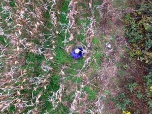 Nenek Tersesat Ditemukan dengan Drone, Ini Videonya